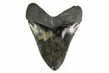 Serrated, Fossil Megalodon Tooth - Mottled Coloration #149376-1